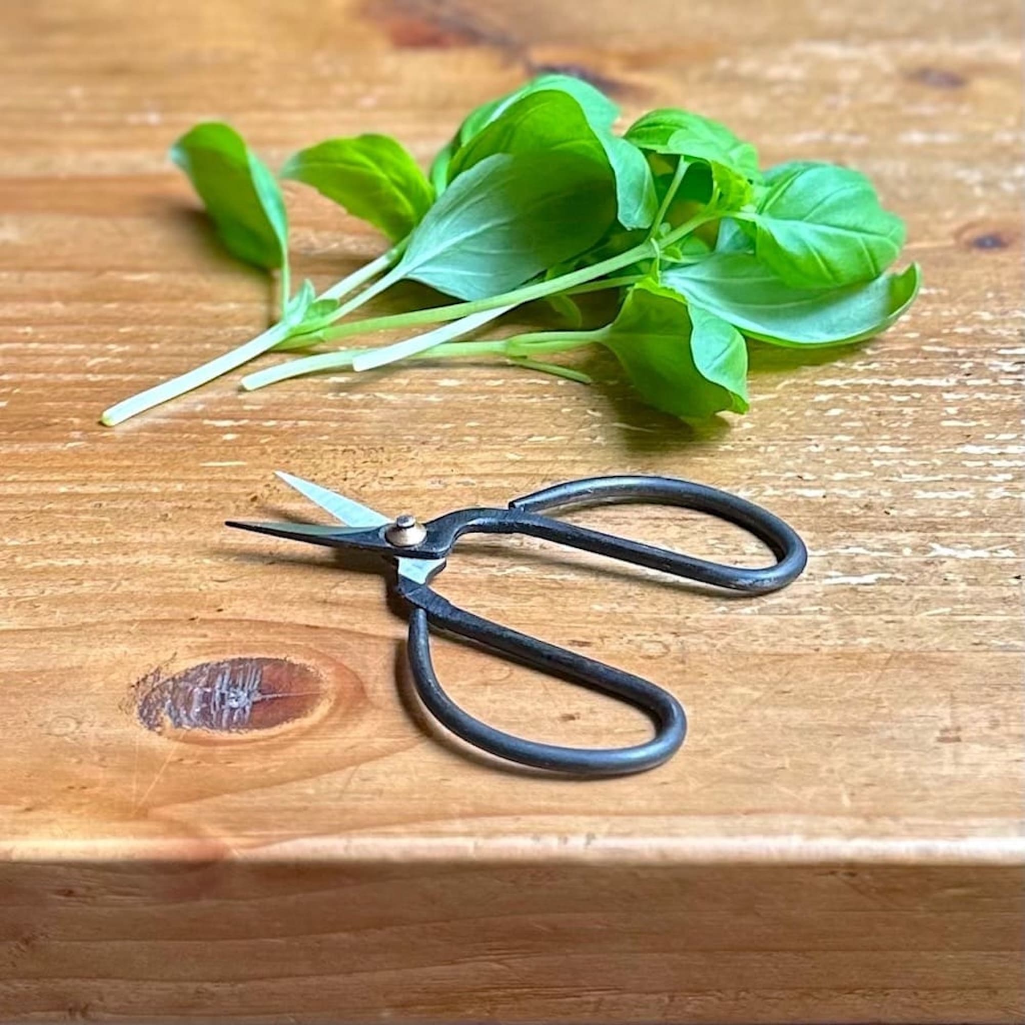 Pair of black-handled scissors with basil leaves on a wooden surface