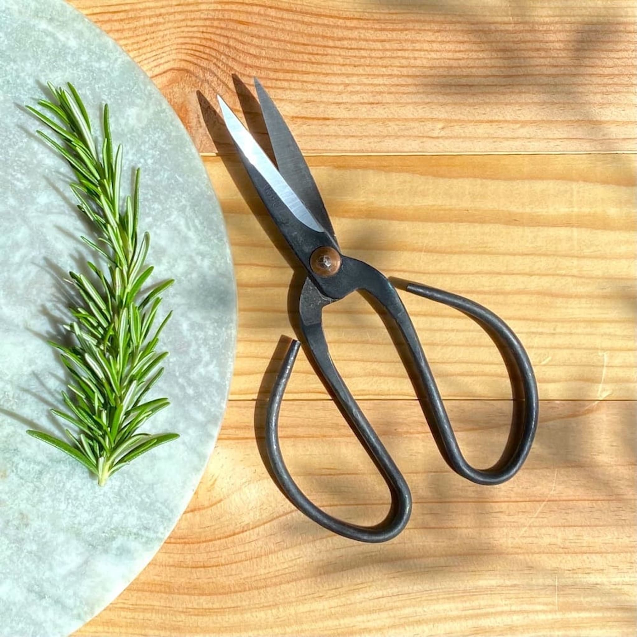 Black shears on a wooden surface with a sprig of rosemary.