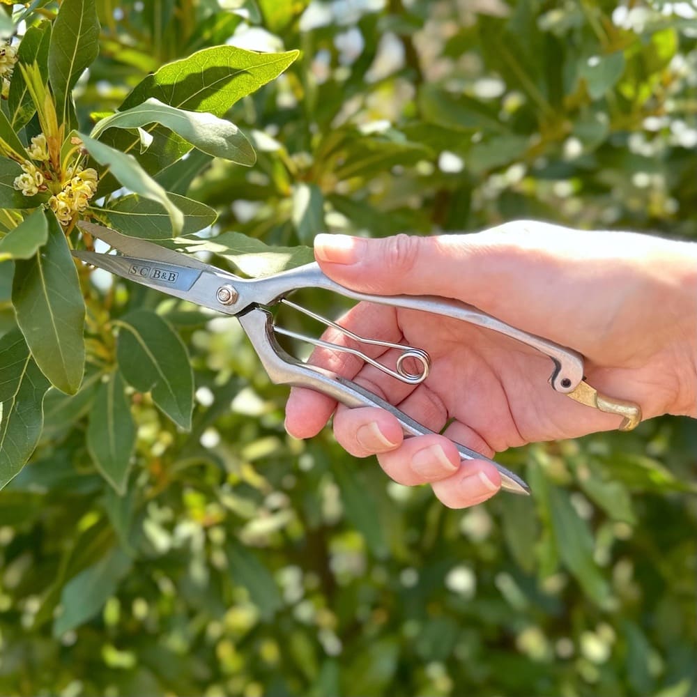Stainless Steel Precision Secateurs