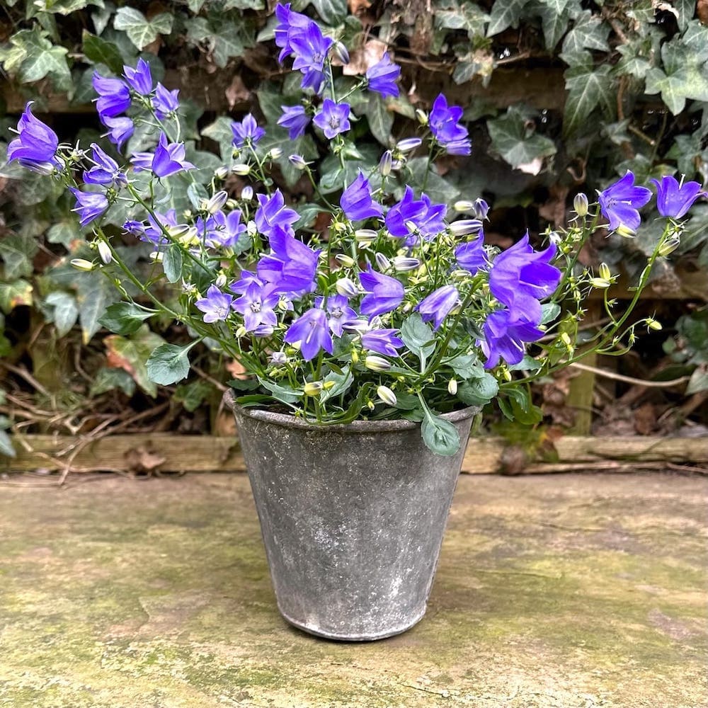 Tapered Zinc Flowerpot - Small